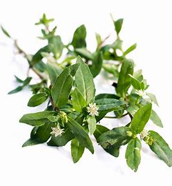 Karisalankanni Keerai (Pcs)