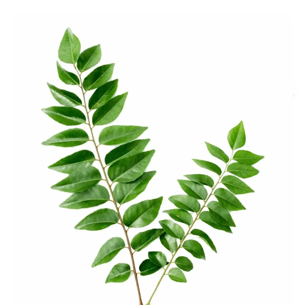 Curry Leaf/Karivepilai (Kg) A