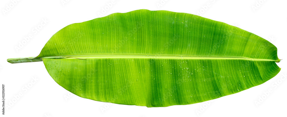 Banana Leaf A