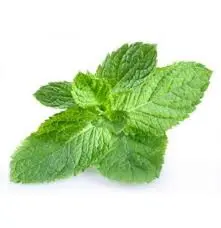 Mint/Pudhina (Pcs) A
