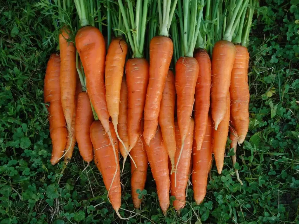 Natti Carrot