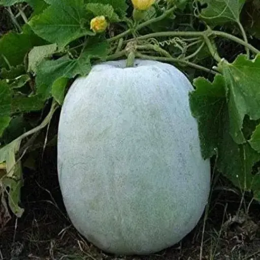 White Pumpkin B