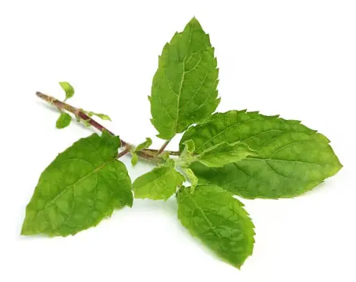 Basil Leaves / Thulasi (Pcs)