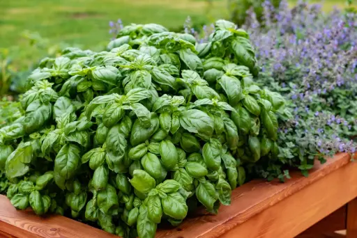 Basil Leaves