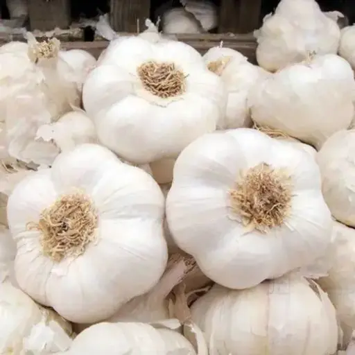 Ooty Garlic A 