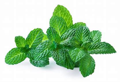 Mint/Pudhina (pcs) A