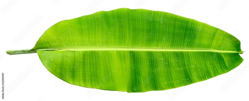 Banana Leaf A